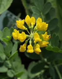 Coronilla Valentina subsp. glauca