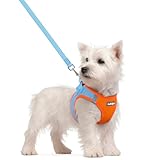 rabbitgoo Dog Harness Small Sized and Leash Set, Step in Soft Light Puppy Vest, Breathable Mesh Pet Harness, Reflective for Safe Easy Walking, Blue & Orange S