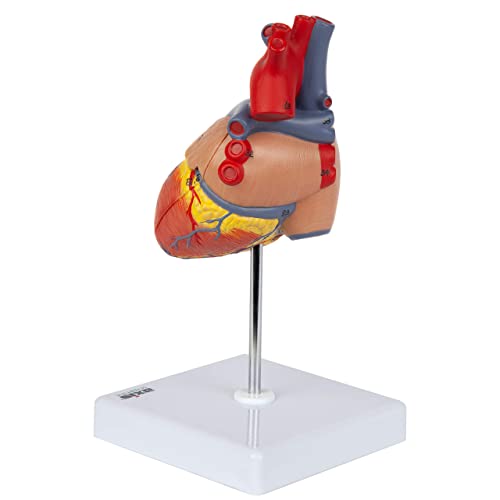 Axis Scientific Heart Model, 2-Part Deluxe Life Size Human Heart Anatomical Replica, 34 Anatomical Structures, 3D Heart Model Anatomy, Magnetic Design, Mounted Display Base, Detailed Product Manual #TOP6