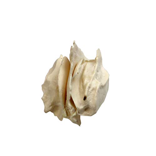 Image of Parco Scientific PB00157 22-Part Totally Disarticulated Plastic Skull