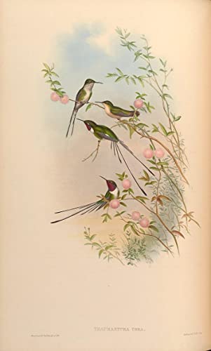 Pintura mural de colibrí John Gould para dar un toque vintage y elegante al dormitorio