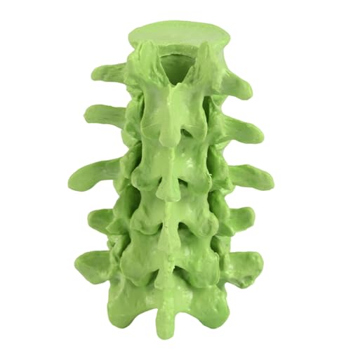 Modelo de anatomía de vértebras lumbares para consultas y talleres de osteopatía