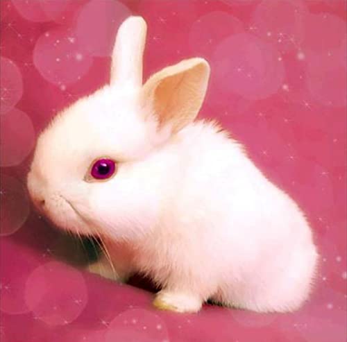 Point de croix lapin mignon en kit complet 11CT 40x50 cm