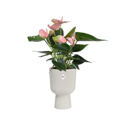 elho Vibes Fold Coupe 14 - Indoor Plant Pot - 100% Recycled Plastic - diameter 13.9 x H 21.0 cm - White/Silky White - Image 3