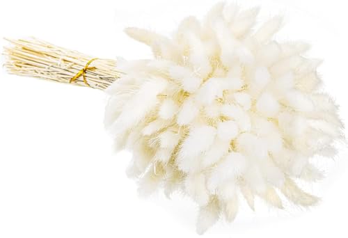 Hierba Bunny Tail seca natural 110-120 tallos blanca miniatura 4