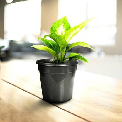 Image of Black Plastic Plant Pot - 10 Inch Round Vertical Design Flower Pot with Drainage Holes for Indoor & Outdoor Gardening