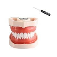 Amazon.co.jp: hybmszj 歯の模型 歯磨き指導用 大型モデル 口腔教学