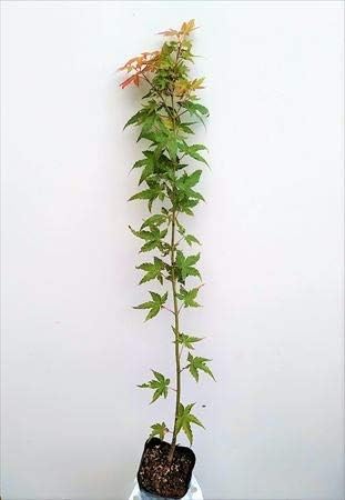 Amazon いろはもみじ イロハ紅葉 70 イロハモミジ 単木 植木