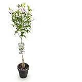 Plantenboetiek.nl