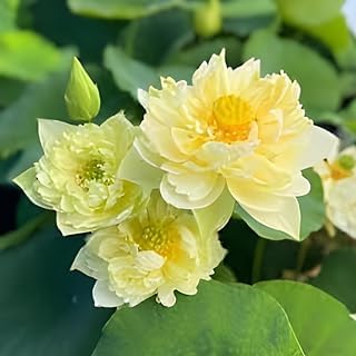 Image of Very Beautiful All Season Yellow Water Lotus(Pack Of-1) /Water Kamal /Water Lily Plant (TUBER) Original Hybrid Veriety Blloming With In 30 Days For Outdoor & Indoor Live Plant.