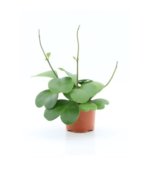 Hoya kerrii Cespuglio - Pianta del Cuore/Fiore di Cera in Vaso 12 cm, Pianta Grassa da Interno Altezza 20 cm, Succulenta Facile da Coltivare