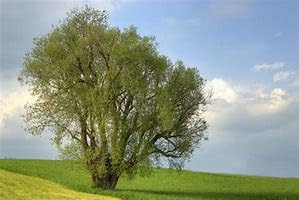 Generic Willow Acacia Tree Seeds - Acacia salicina 10 Seeds, pale green