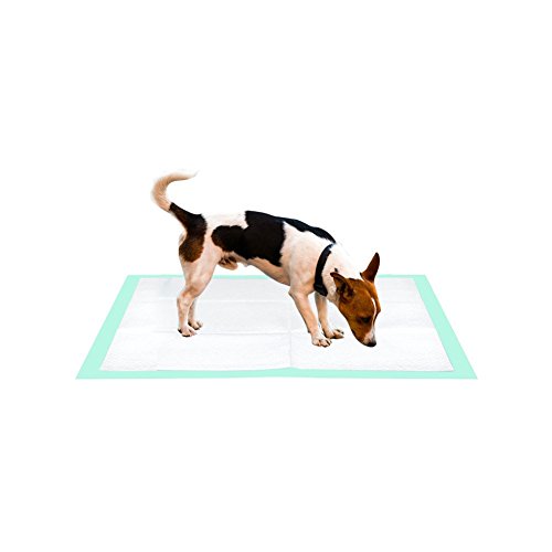Thxpet Puppy Pads Super Absorbent Leak-Proof 100 Count Dog Pee Training Pads 22 x 23 inch