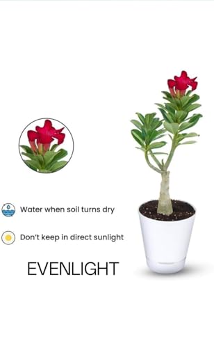 Image of Adenium /Desert Rose Healthy Bonsai Flower Live Plant,(Pack Of 1,Without Pot) Indoor /Outdoor Plant Original Variety Live Plant