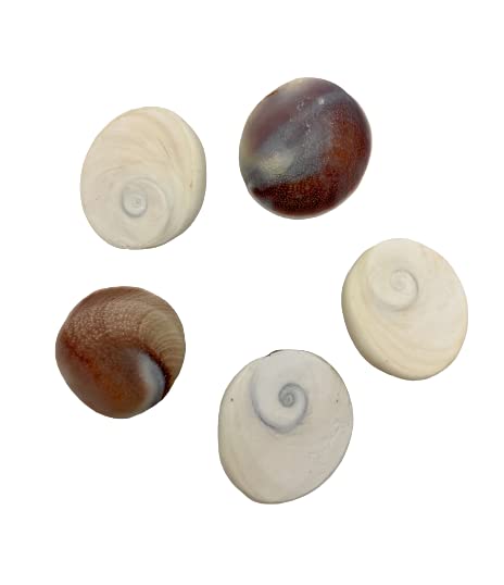 GOLDEN QUARTZ - THE CRYSTAL HUB - Raja Gomti Chakra Original Shell for Puja Increase Money Income Flow and keep Negativity Away (Big Size 1 Pcs)