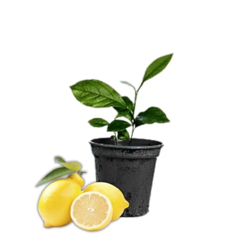 Meyer Lemon Tree Live Plant, 2 to 3 Inch Tall, Meyer Lemon Tree Live, Zone 9 to 11