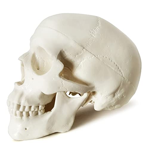 Image of NEW HORIZON Mini Human Skull Model, 6 Part Anatomical Skull is 3.5 inch Tall, with Removable Skull Cap and Moving Jaw, Includes Full Set of Teeth, (6set) Fun Halloween Decorations