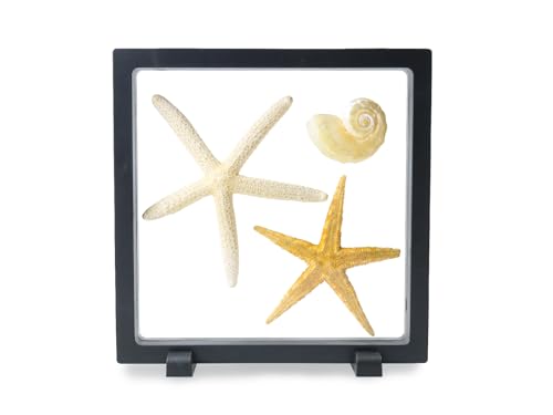 7" Floating Display Frame, Clear Display Case for Jewelry, Fossils, Rocks, Specimen, Shark Tooth, Freestanding Collectible Holder Stand