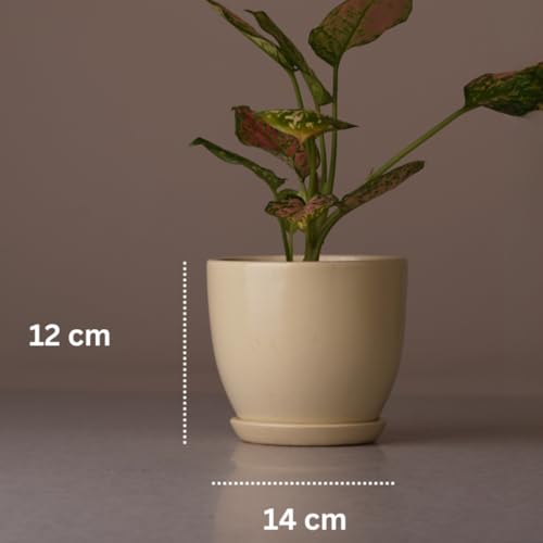 Image of Ceramic Plant Pot with Tray for Indoor Plants, Bonsai, Gift | Ceramic Planter for Living Room, Home & Office Decor (Set of 1, 5 Inches Big Plant Pot, Off-White)