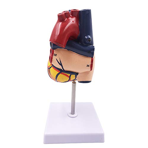 1:1 Human Heart Model - Genuine Life Size Cardiac Anatomical Model, 2 Parts Anatomical Teaching Models For Science Classroom And Cardiology Study #TOP2