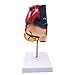 1:1 Human Heart Model - Genuine Life Size Cardiac Anatomical Model, 2 Parts Anatomical Teaching Models for Science Classroom and Cardiology Study