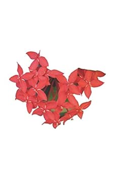 Rote Blume Pflanze - Gras, Gr?ner Daumen, Garten, G?rtnerei, Hobby, Gr?n, ?ko, Bio, Notizbuch, Notizblock, 120 Seiten, Souvenir Geschenk Buch, Auch Als Dekoration Geeignet