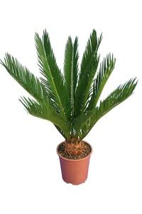 Cycas revoluta - Japanischer Sagopalmfarn - Gesamthöhe 60-80 cm - Topf Ø 17 cm [8730] Cover