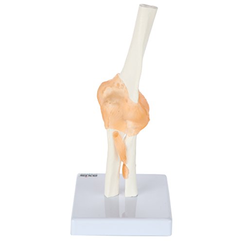 Image of Axis Scientific Flexible Elbow Model, Life-Size Flexible Elbow Joint with Realistic and Soft Ligament Anatomy, Includes Base for Display and Interaction, Detailed Product Manual