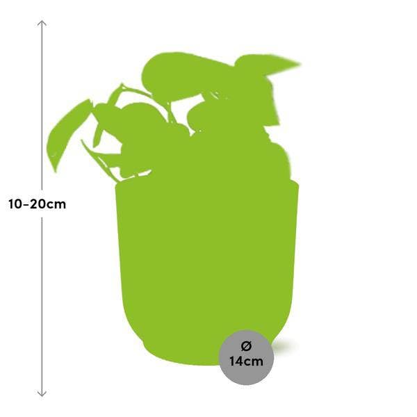 Efeutute Scindapsus Pictus Trebie Zimmerpflanze Ø12 cm