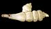 5 Crosnes Tubers - Stachys affinis Chinese Artichoke