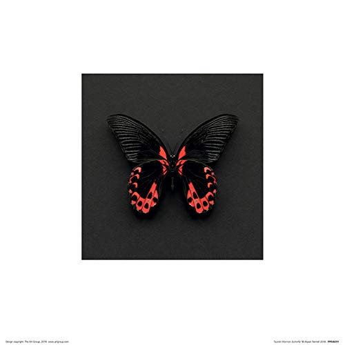 Alyson Fennell (Scarlet Mormon Butterfly 30 x 30cm Art Print