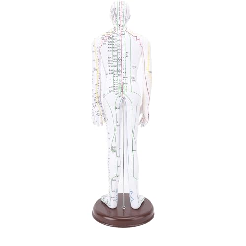 Modèle d'acupuncture humain avec méridiens gravés 52 cm - 4