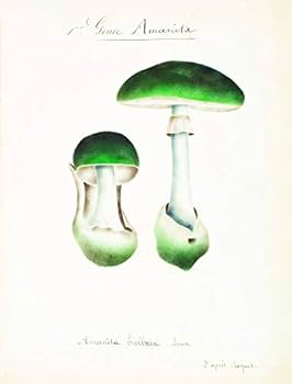洋書 Mushrooms 31Z1m66WRwL._UF350,350_QL80_.jpg