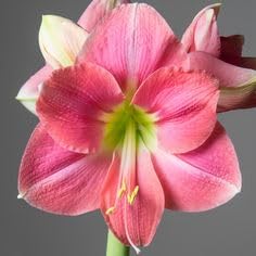 Luxurious Blooms Amaryllis Lily Flowering Bulbs Imported Variety for Indoor and Outdoor Gardening Amaryllis lily Rosalie (Pack Of 2) (B0CQK97B1W) Amazon Price History, Amazon Price Tracker