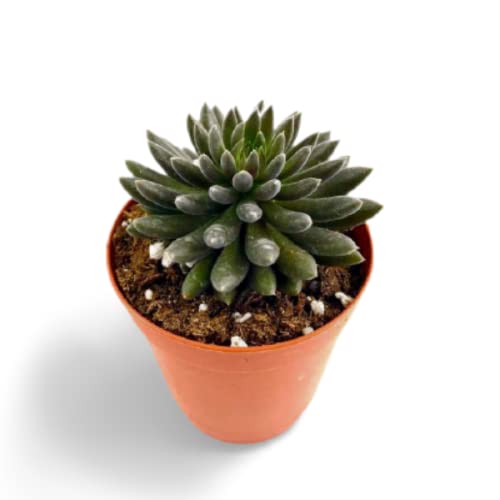 See full amazon price history chart for OhhSome Succulent Plant Sinocrassula Yunnanensis, Rare Low Watering Plants Indoor - |Patio|Home|Ndoor|Bedroom|Table|Living Room|Office Decoration Gift (Healthy Live Plant) OhhSome Succulent Plant Sinocrassula Yunnanensis, Rare Low Watering Plants Indoor - |Patio|Home|Ndoor|Bedroom|Table|Living Room|Office Decoration Gift (Healthy Live Plant) (B09K4G9WGR) Amazon Price History, Amazon Price Tracker
