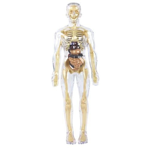CurcKua Clear Human Body Structure Model Removable Transparent 3D Human Body Model for Kids Educational Toys for Boys and Girls for Kids Anatomy and Physiology Study Tools