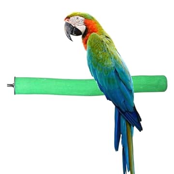 best bird perches for amazon parrots that will surprise you 2 best bird perches for amazon parrots