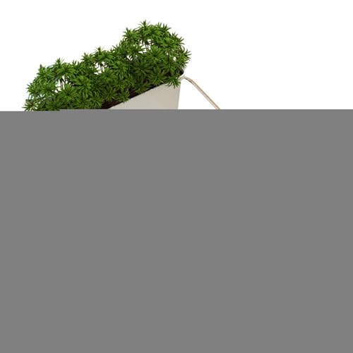 �����J������ - �����J���e�����E�� | �e���s���������^�J���A�N�A���E�� �ƒ�w�Z�Ȋw���� �R�~���j�e�B�����ی�{�� ���R����Ҍ���