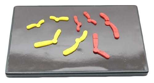 Modèle de méiose magnétique pour visualiser l'évolution chromosomique
