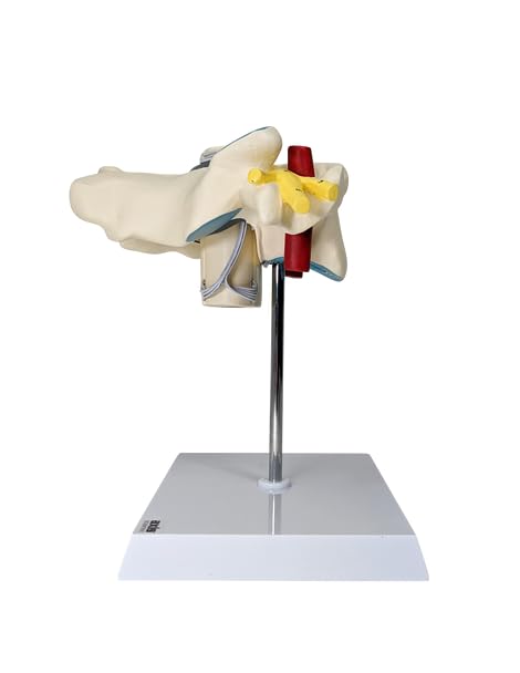 Axis Scientific Enlarged Cervical Vertebra with Spinal Cord and Nerves - Perfect for Students, Teachers, Chiropractors, Physical Therapists, Patient Consultation - Includes Full Color Study Guide