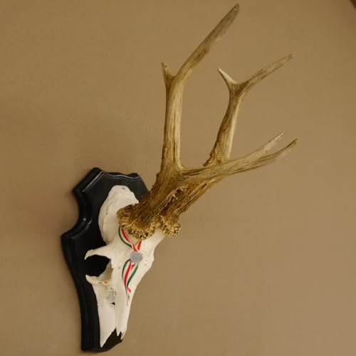 GTK - Geweihe & Trophäen KRUMHOLZ Rehgeweih HL bis 23,2 cm Gewicht 310 g cm Rehbock Bock Reh Geweih Gehörn Trophäenschild