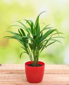 ShopCaart Areca Palm Healthy Live Plant For Indoor And Outdoor Decor, Pack of 1 Plant in a Plastic grow Bag (B0BTZ7FLZD) Amazon Price History, Amazon Price Tracker
