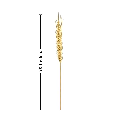 Image of XTORE Dried 10 Pcs Wheat Grass for Home Decoration (Pack of 10)