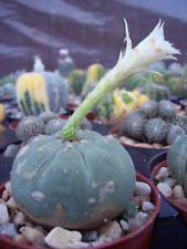 Matucana Madissoniorun White Cacti Rare Cactus 10 Seeds