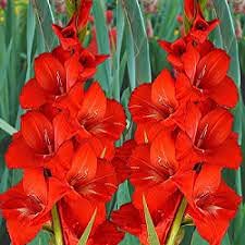Audbhidhi Flower Bulbs| Gladiolus /sword / natal lily Red Bulbs 100% Germination Imported Flower Bulbs For Home Gardening (Pack Of 5 Bulbs) (B09FQ2WRN4) Amazon Price History, Amazon Price Tracker