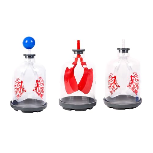 Modèle d'échange de gaz pulmonaire pour simuler la diaphragme - 7
