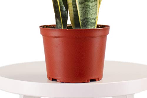 Leaf & Linen 4" Grow Pot, Live Indoor/Outdoor-Air Houseplant And Office Décor | Bright Light Collection, 4 Inch, Snake Plant-Sanseveria Laurentii #TOP2