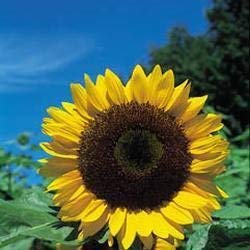 Shop Meeko Kräutersamen - Sonnenblume - 100 Samen