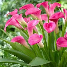 ShopCaart Live Pink Peace Lily Healthy Hybrid Plant Indoor Air Purify Plant Pack of 1 in a plastic grow bag (B0CQWKBJ2N) Amazon Price History, Amazon Price Tracker