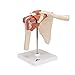 3B Scientific A80/1 Deluxe Functional Shoulder Joint - 3B Smart Anatomy